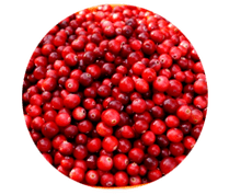 Lingonberry-vruchten zitten in Prostamin-capsules, ze verlichten zwelling